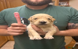 Golden Retriever dogs for sale: 8 Beautiful golden retrievers puppies for sale ❤️ - Advert 8