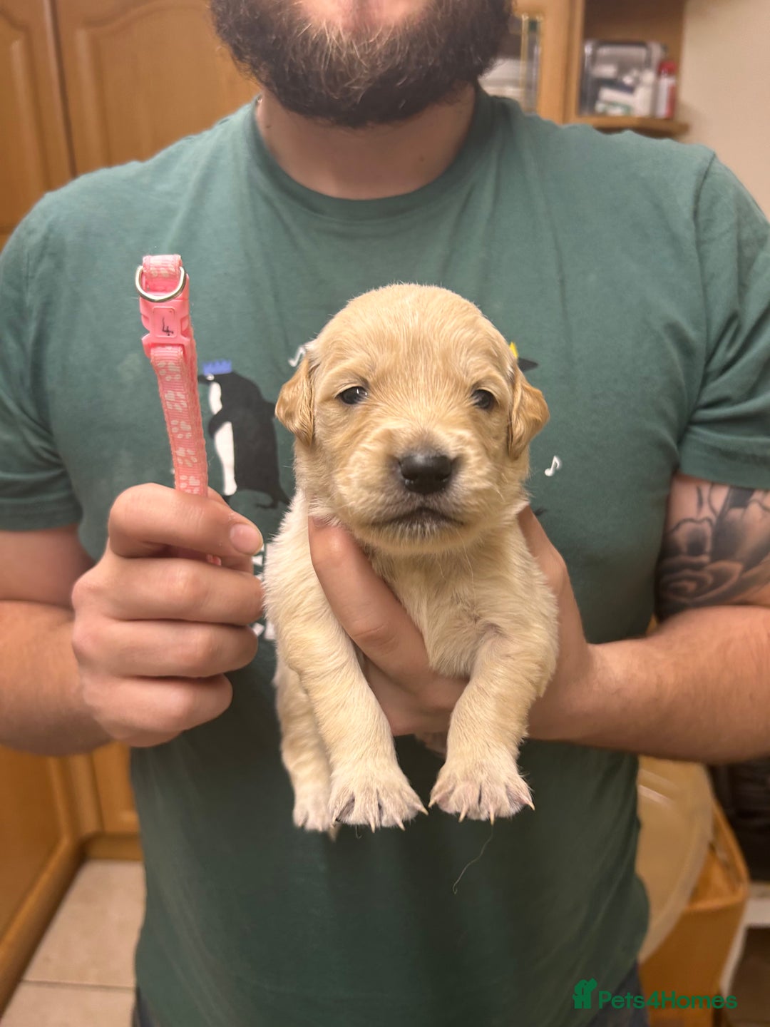 Golden Retriever dogs for sale: 8 Beautiful golden retrievers puppies for sale ❤️ - Advert 8