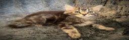 Mixed Breed cats for sale: 9 beautiful kittens looking for new homes  - Advert 1