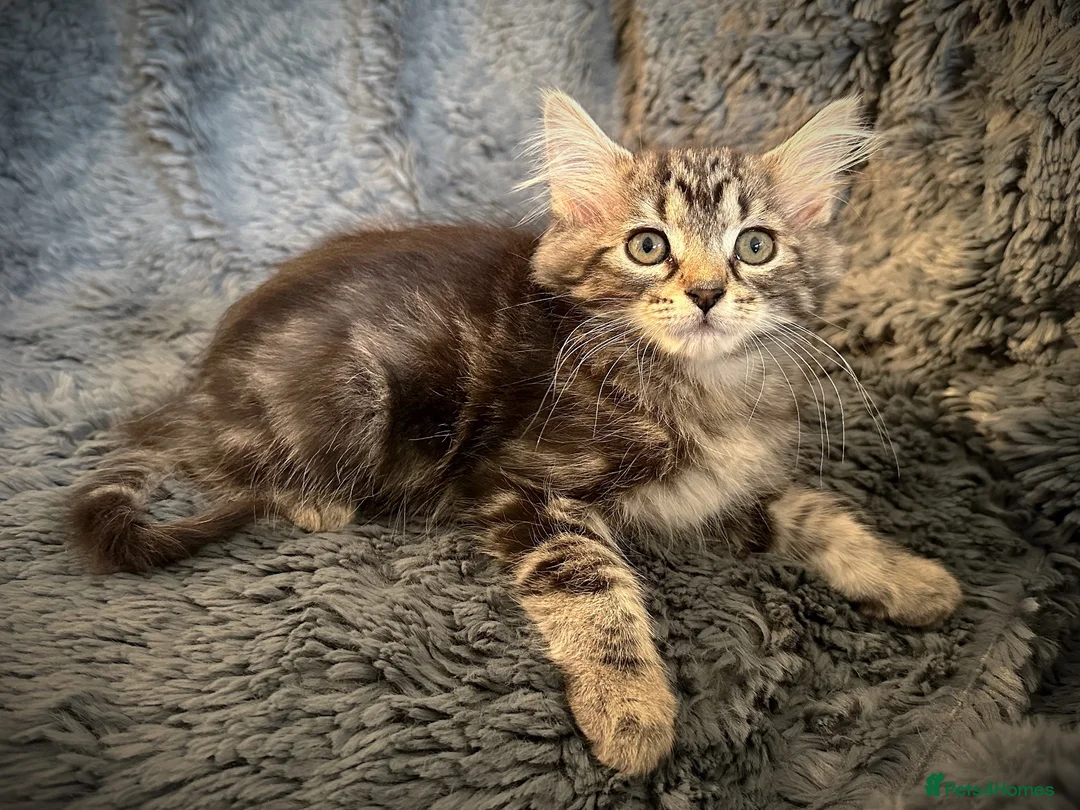Mixed Breed cats for sale: 9 beautiful kittens looking for new homes  - Advert 1