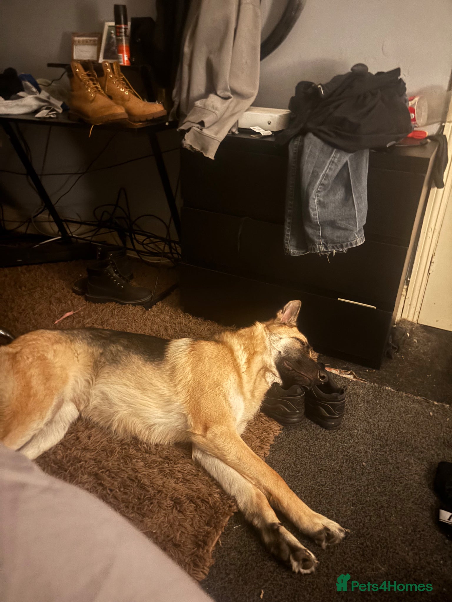 Mixed Breed dogs for sale: Skye the German Shepard  in North Shields - Advert 6