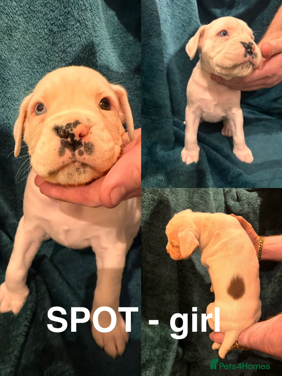 Boxer dogs for sale: Boxer puppies - Advert 18