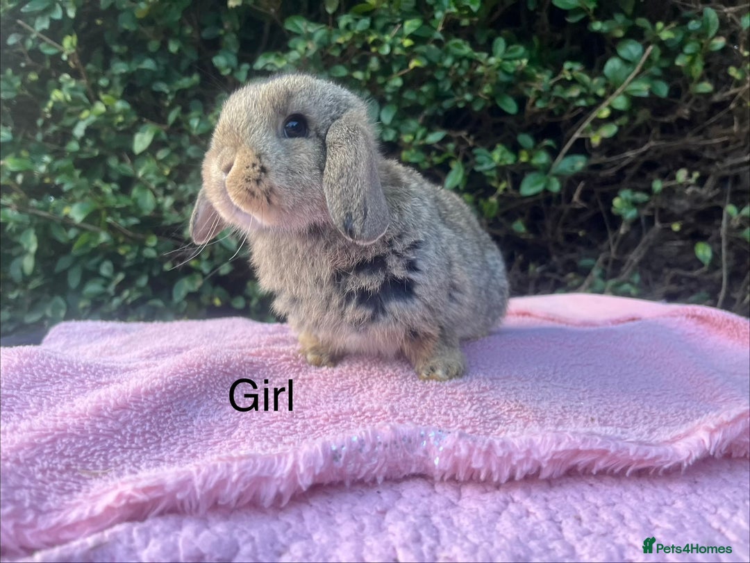 Mini Lop rabbits for sale: Mini Lops and mini double manned lionhead  - Advert 12