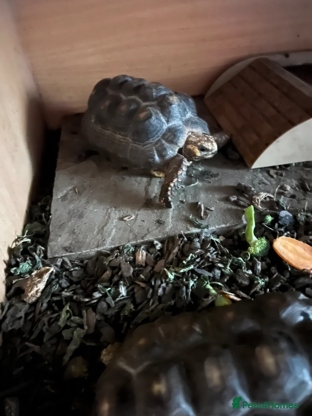Tortoise reptiles for sale: 3 Red foot tortoises (female)  - Advert 3