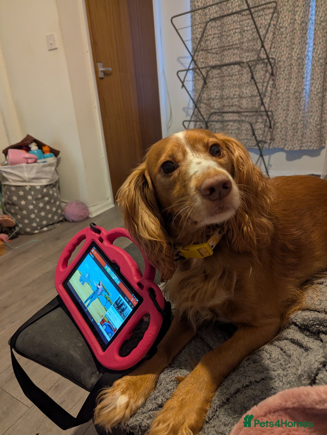 Cocker Spaniel dogs for sale: Beautiful 5 year old female cocker  - Advert 1