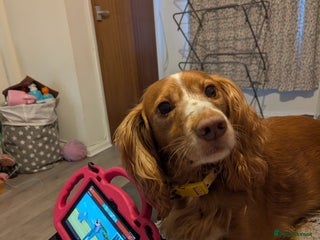 Cocker Spaniel dogs Beautiful 5 year old female cocker - Advert 1