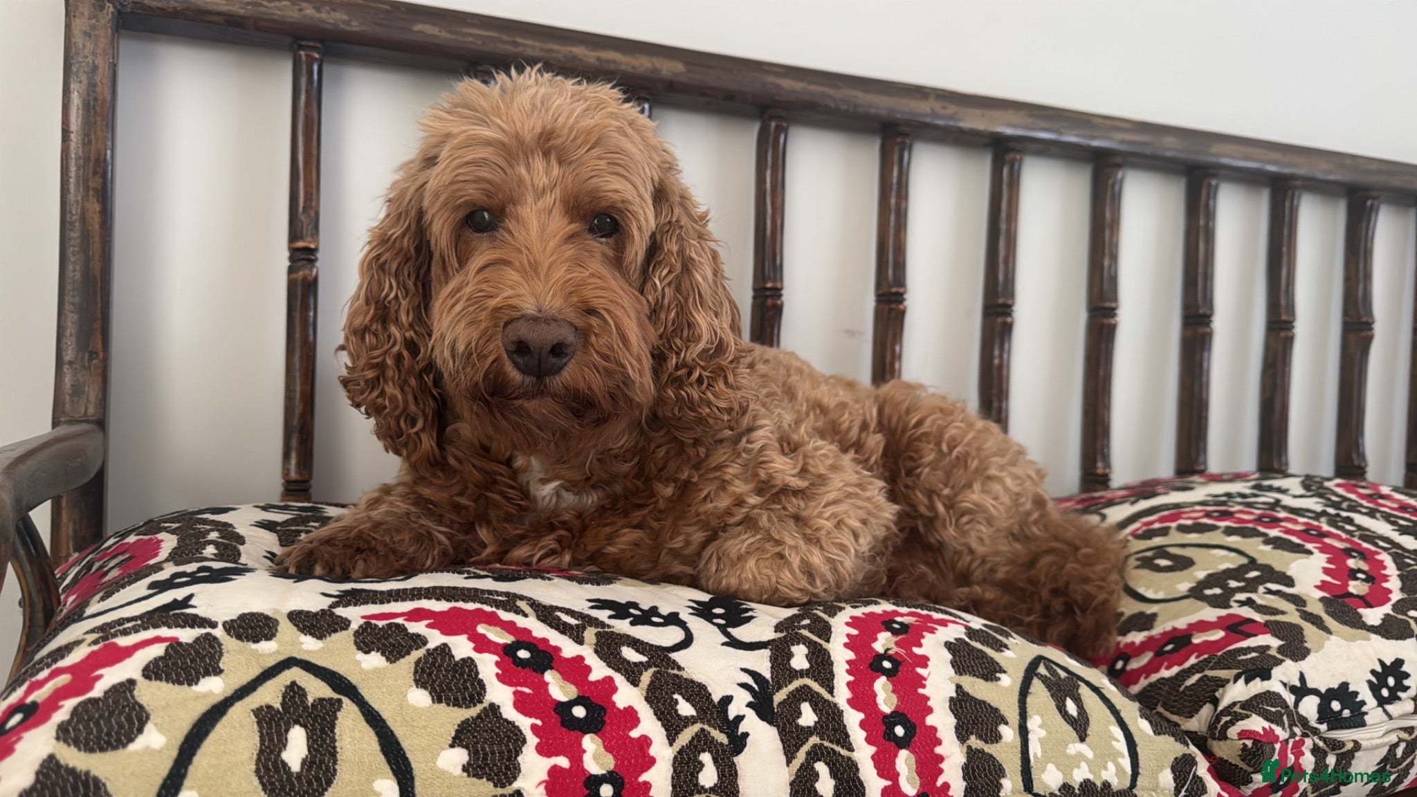 Cockapoo dogs Looking for cockapoo Female for my boy - Advert 1