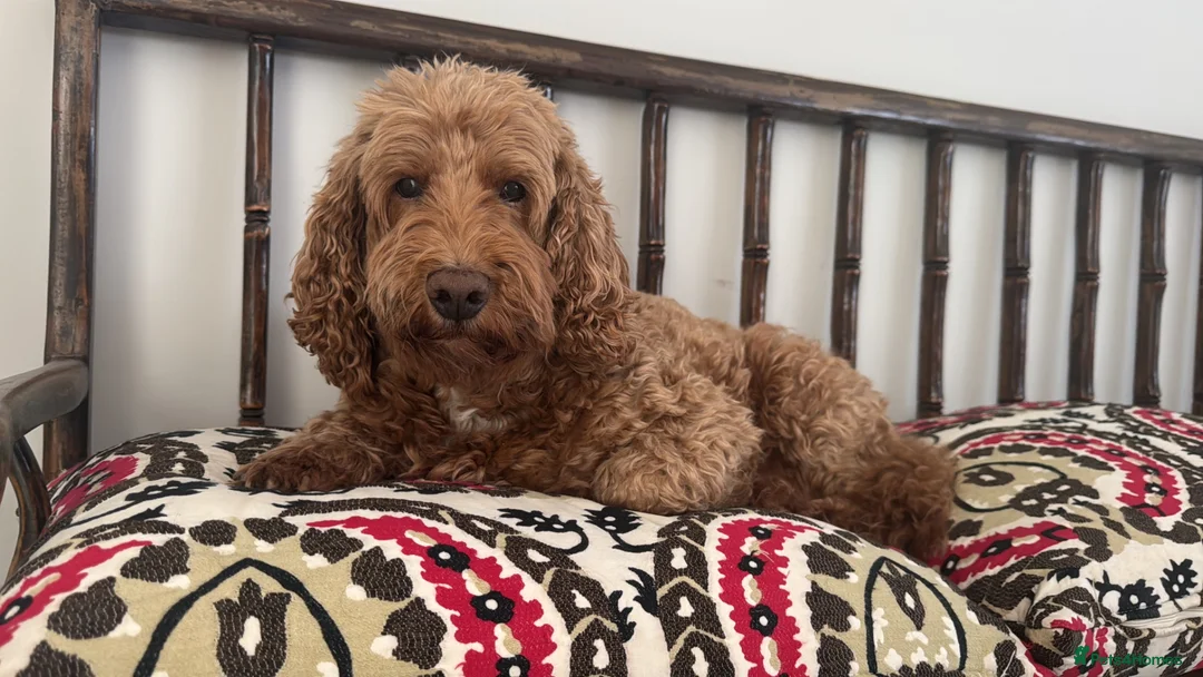 Cockapoo dogs for stud: Looking for cockapoo Female for my boy - Advert 1