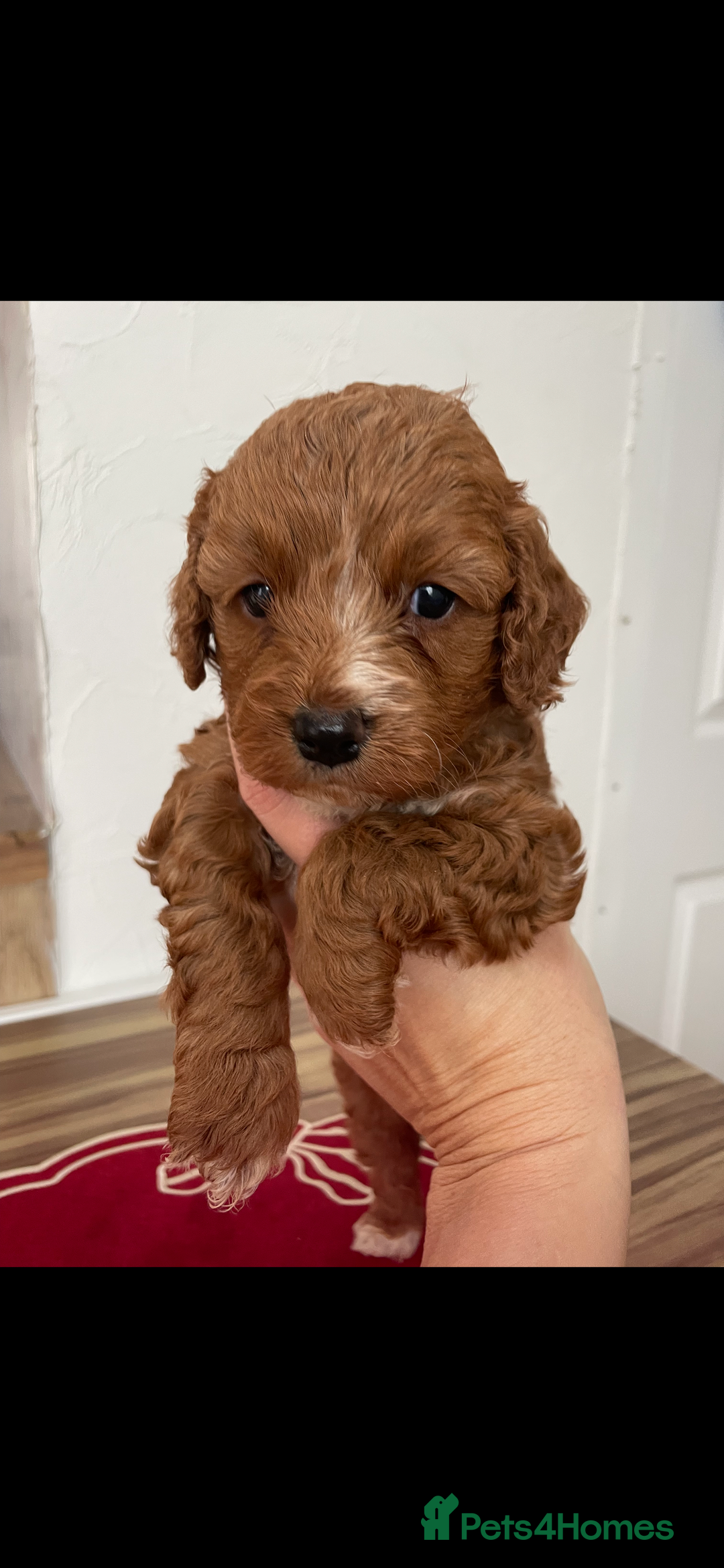 Cockapoo dogs for sale: Beautiful toy cockapoo  - Advert 3