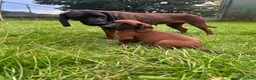 Bavarian Mountain Hound dogs for sale: Bavarian mountain hound pups - Advert 5