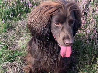 Cocker Spaniel dogs - Advert 14