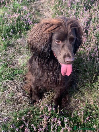 Cocker Spaniel dogs - Advert 1