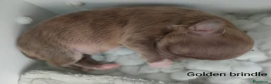 Chihuahua 1
