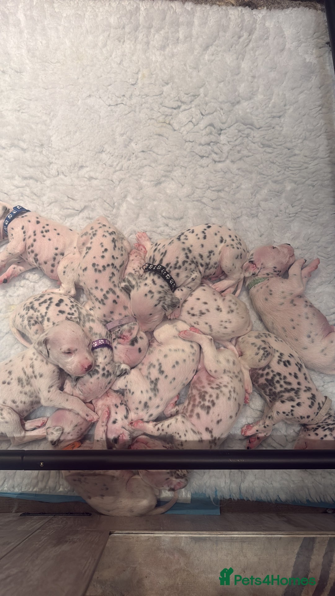 Dalmatian dogs for sale: Beautiful Litter of Dalmatian Puppies - Advert 6
