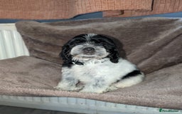 Cockapoo dogs for sale: F1 cockapoos  - Image 1