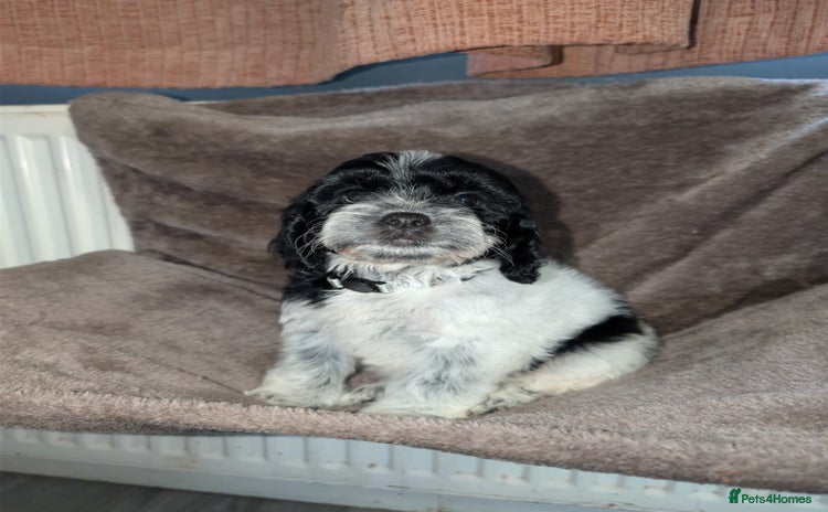 Cockapoo dogs - Advert 5