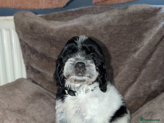 Cockapoo dogs for sale - Advert 1