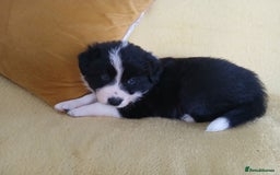 Border Collie dogs for sale: KC Registered Border Collie Puppies - Image 5