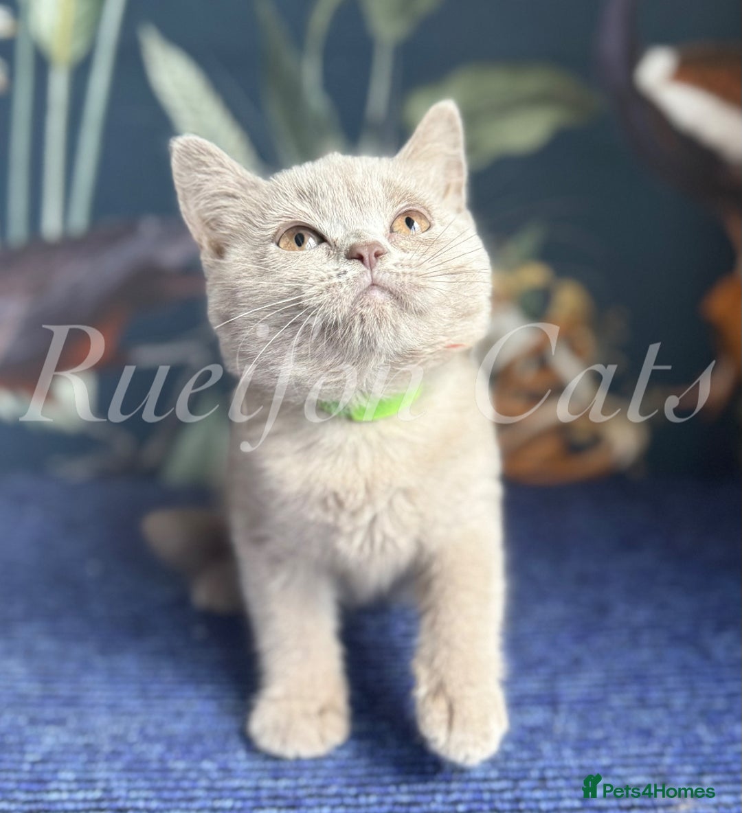British Shorthair cats for sale: British Shorthair kittens GCCF registered - Image 2