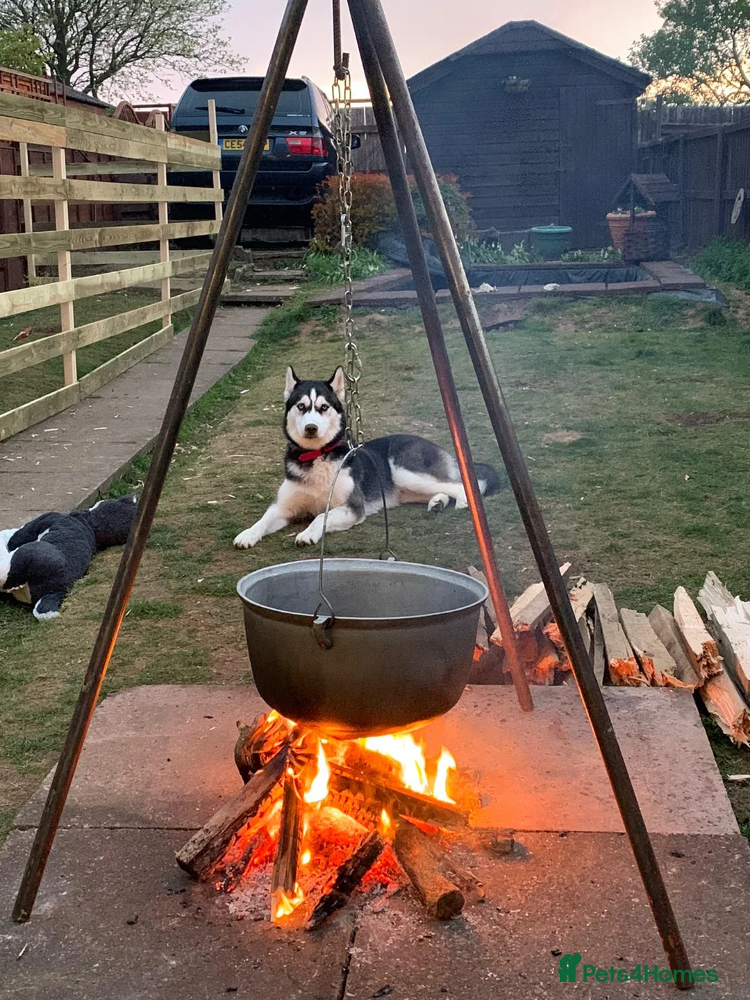 Siberian Husky dogs for stud: 🐺Lucky🐺 in Birmingham - Advert 26