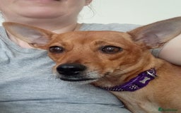 Chihuahua dogs for adoption: ❤️🐶 LILA – A Little  Soul Searching for Love 🐶❤️ - Image 3