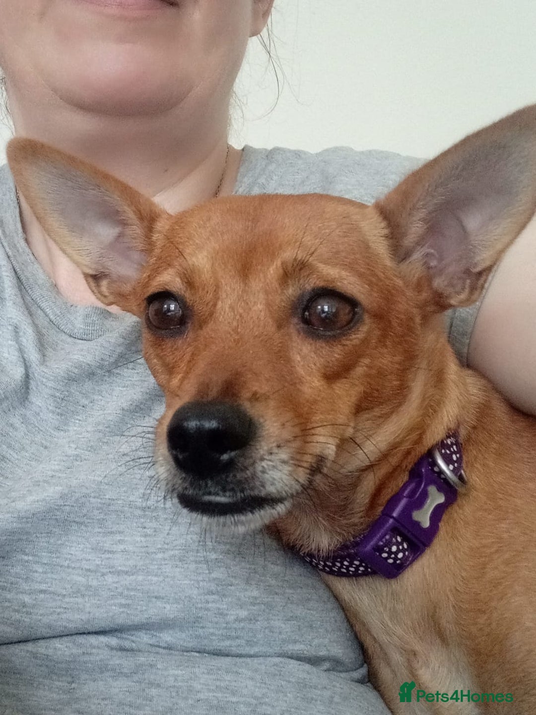 Chihuahua dogs for adoption: ❤️🐶 LILA – A Little  Soul Searching for Love 🐶❤️ - Image 3
