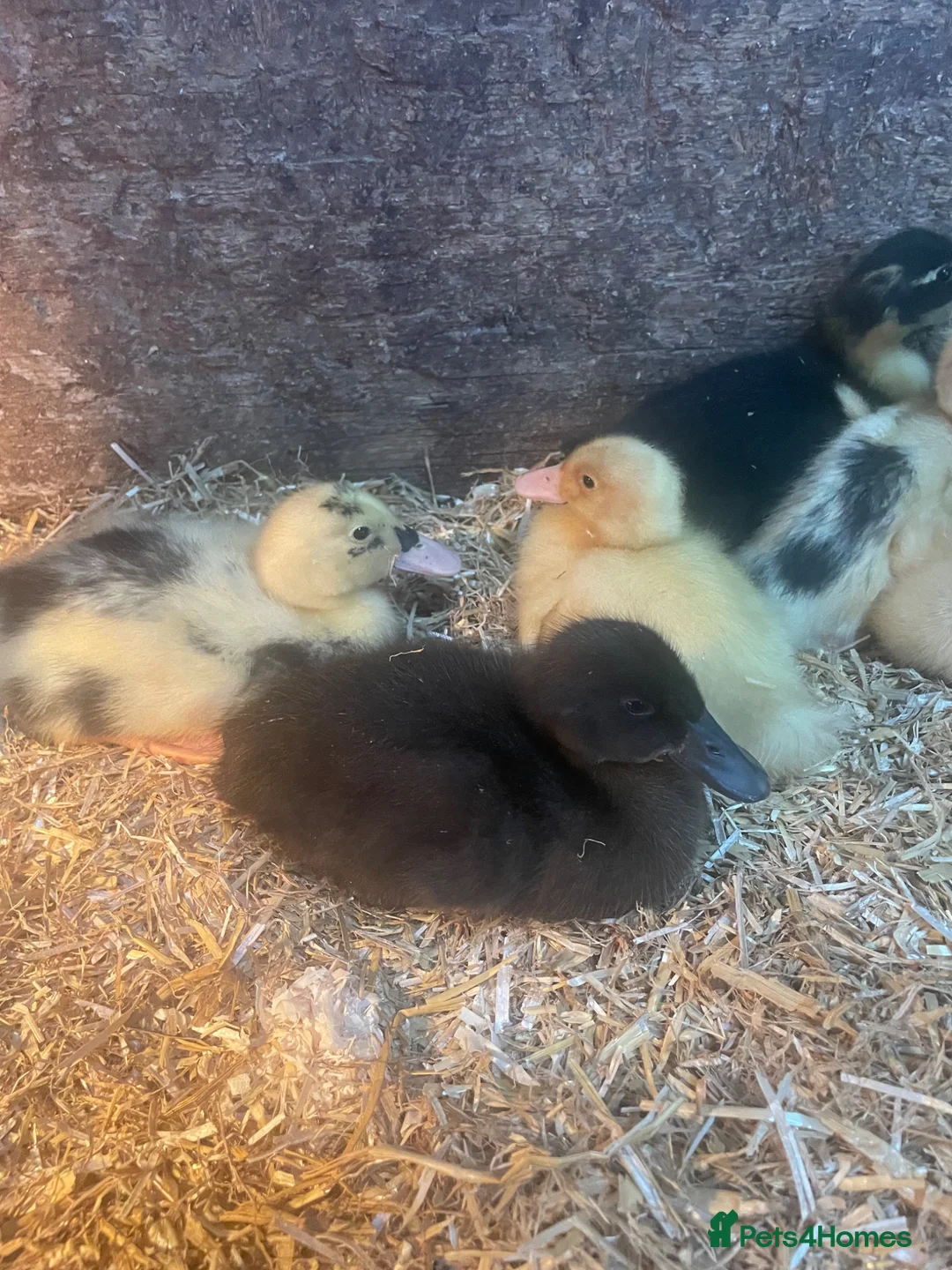 Ducks poultry for sale: Ducklings  - Advert 1