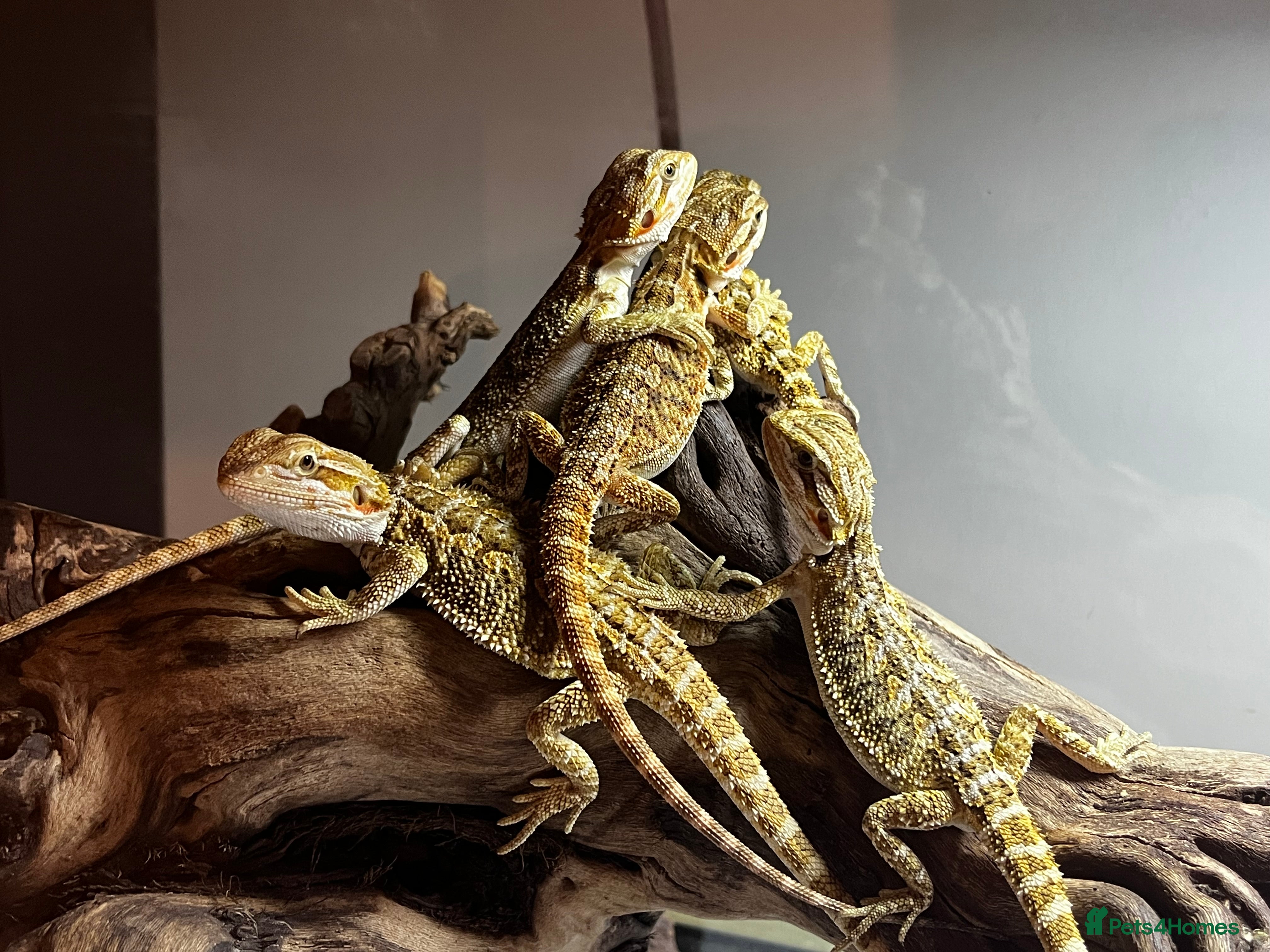 Bearded Dragon reptiles Baby Bearded Dragons available- 8 weeks old 5 LEFT - Advert 2