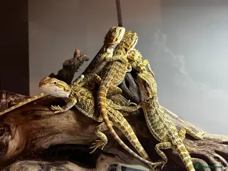 Bearded Dragon reptiles Baby Bearded Dragons available- 8 weeks old 5 LEFT - Advert 2