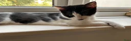 Domestic Shorthair cats for sale: Gorgeous Kittens Ready for their Forever Homes - Advert 13