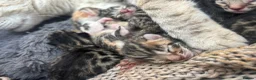 Bengal cats for sale: Bengal kittens  - Advert 11