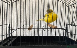 Canaries birds for sale: Fife canaries for sale  - Image 8