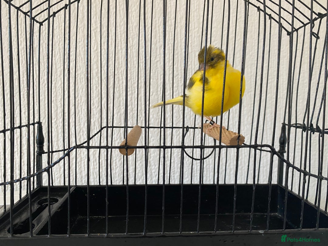Canaries birds for sale: Fife canaries for sale  - Image 8