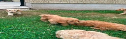 Cockapoo dogs for sale: Chunky Cockapoo Puppies - Advert 14