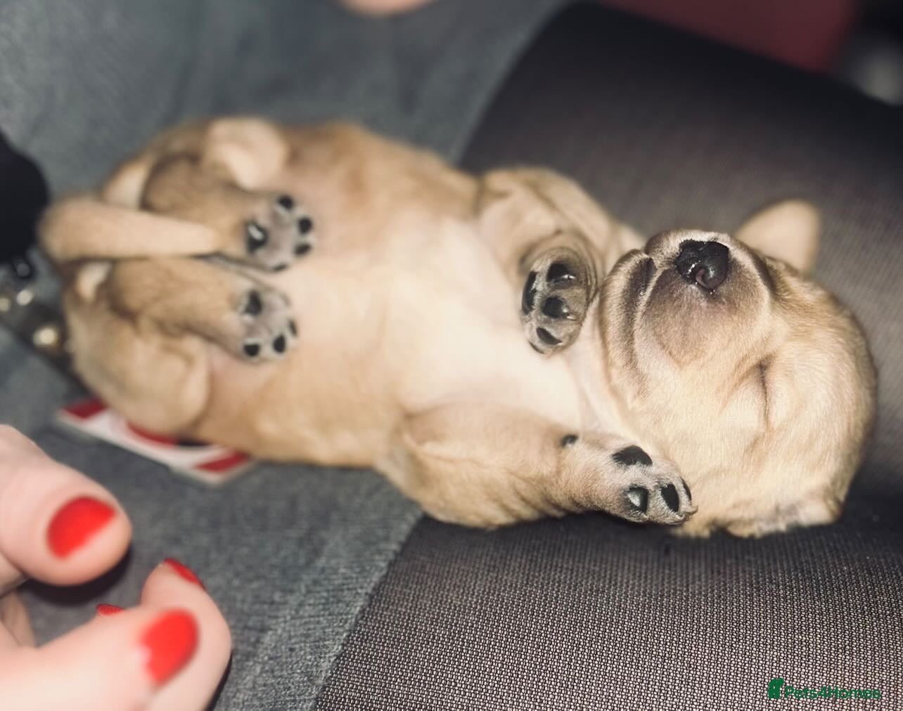 Mixed Breed dogs Dachsador  - Advert 13