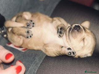 Mixed Breed dogs Dachsador - Advert 13