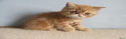 Exotic cats for sale: Lovely exotic kittens - Advert 2