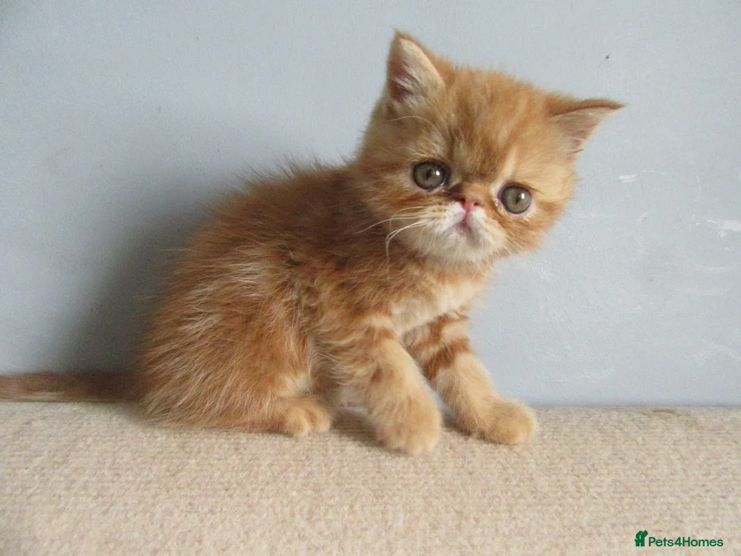 Exotic cats for sale: Lovely exotic kittens - Advert 2