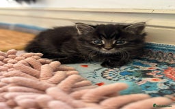Mixed Breed cats for sale: 5 perfect kittens available  - Image 4