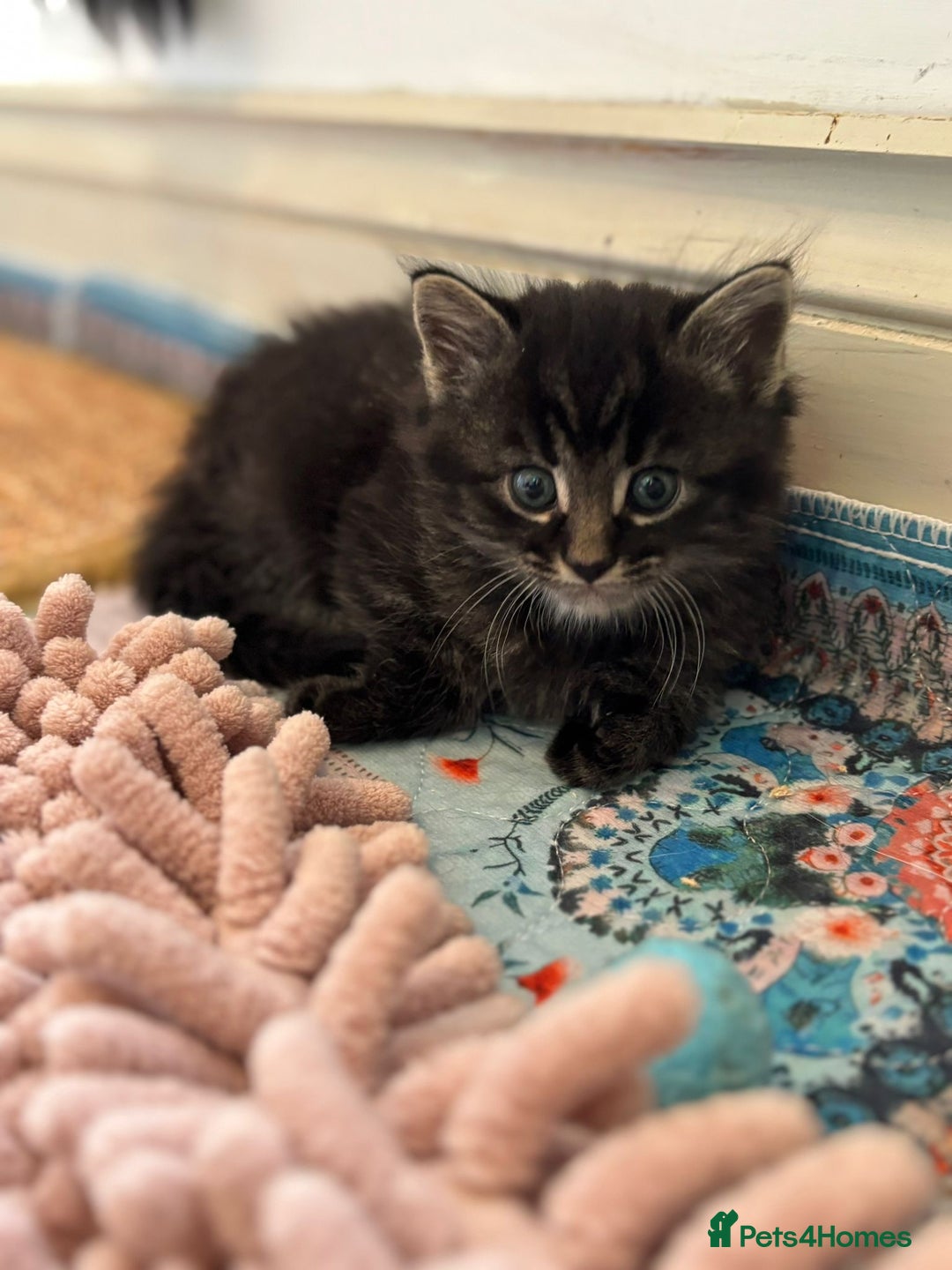 Mixed Breed cats for sale: 5 perfect kittens available  - Image 4