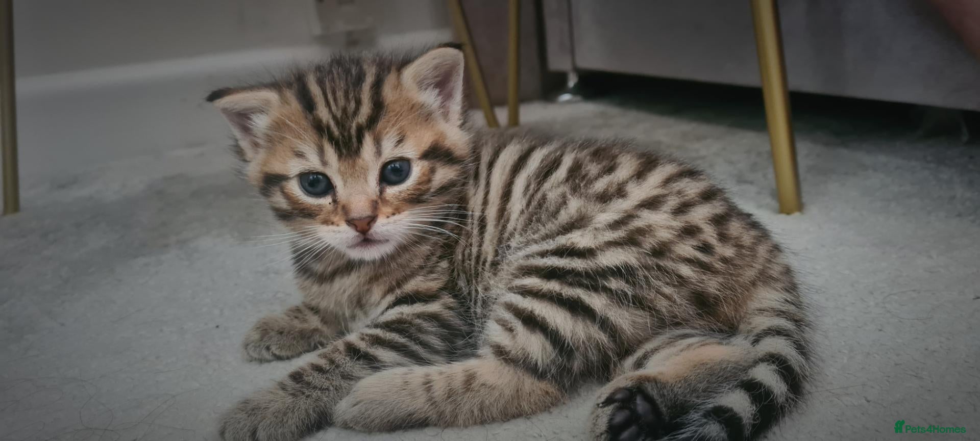Mixed Breed cats 2 beautiful kittens - Advert 17