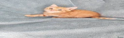 Mixed Breed cats for sale: GINGER BOYS VIDEOS - Advert 22