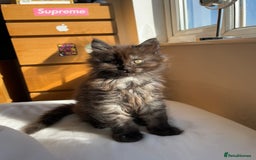 Maine Coon cats for sale: Now sold. TICA black smoke boy looking for a home - Image 9