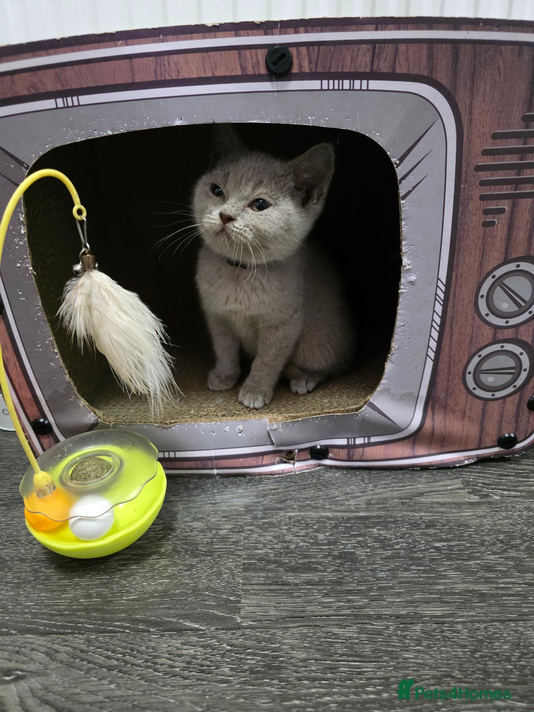 British Shorthair cats for sale: Beautiful British shorthair kittens - Image 27
