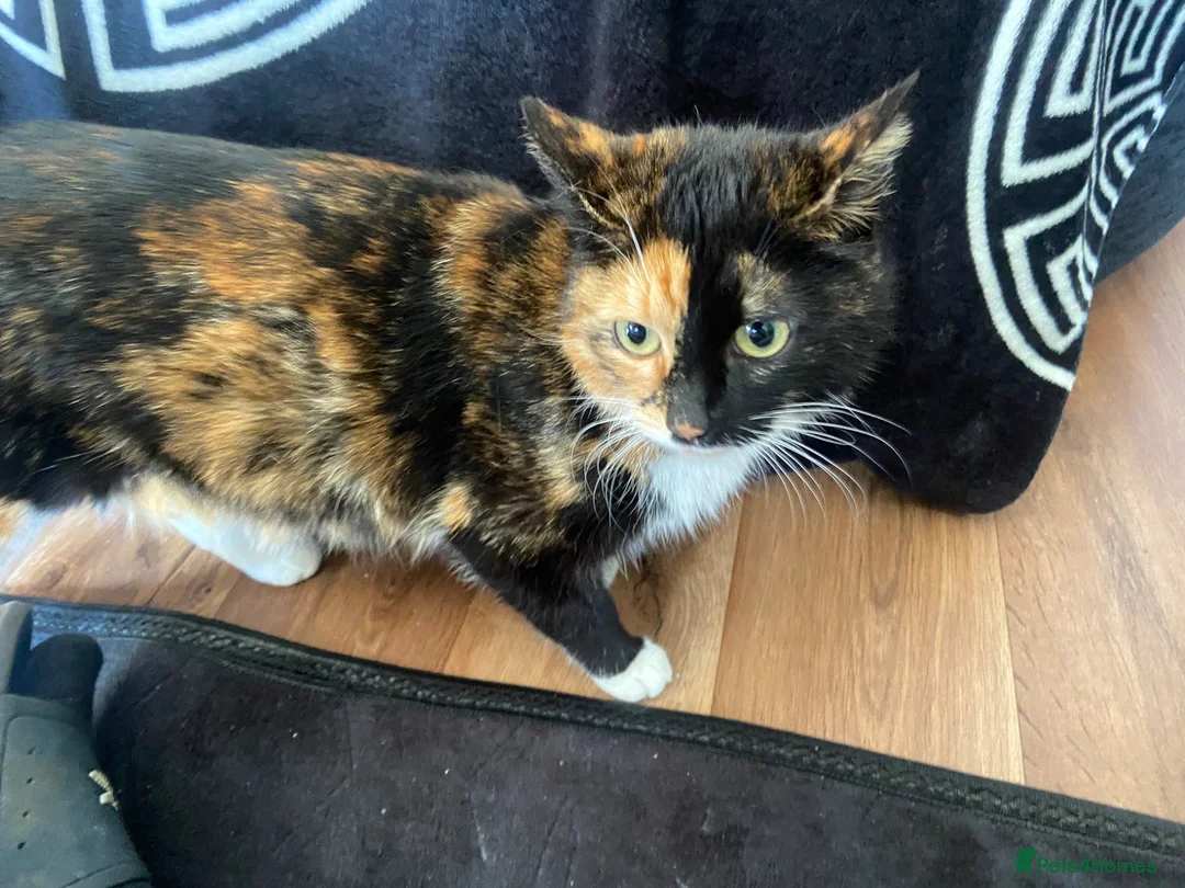 Mixed Breed cats for sale: Super fluffy kittens  in Thame - Advert 1