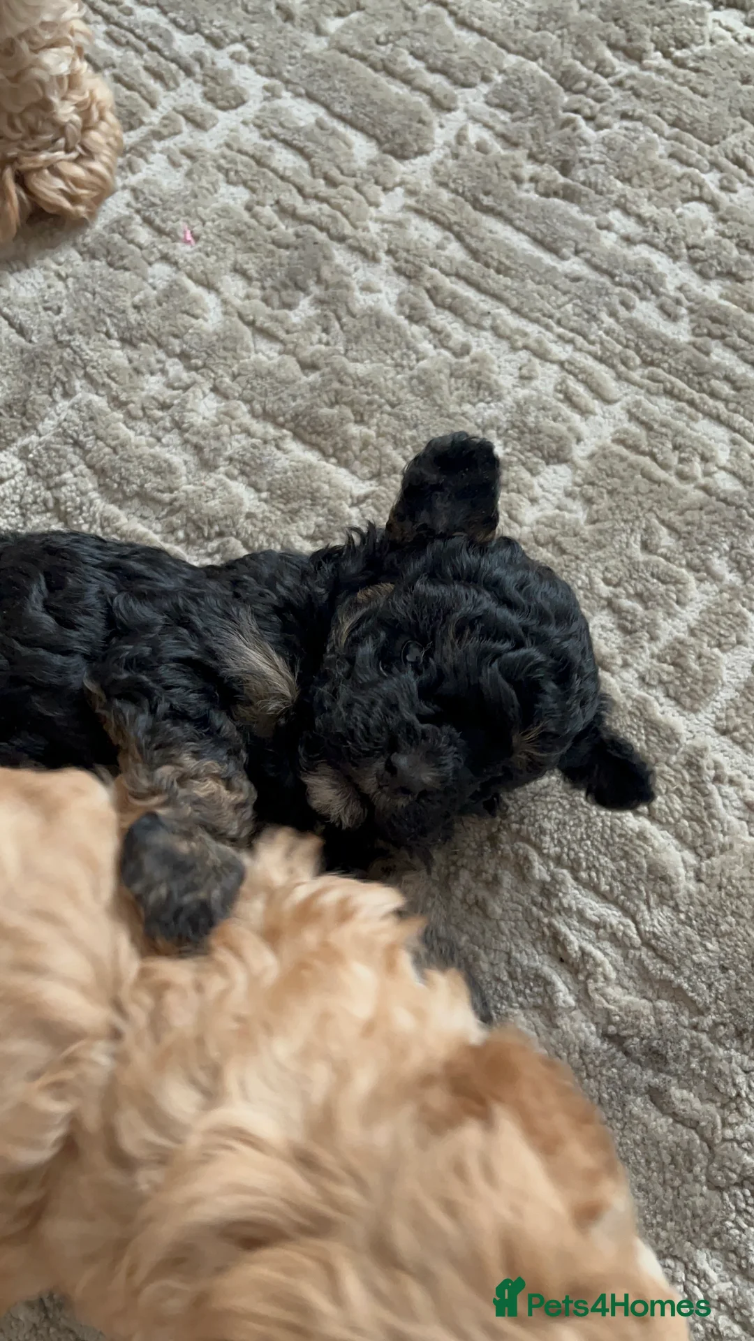 Maltipoo dogs for sale: Toy maltipoo in Stockport - Advert 4