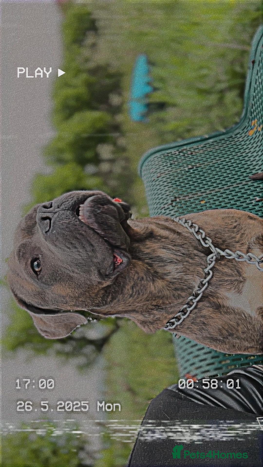 Mixed Breed dogs for sale: Benny  - Advert 3