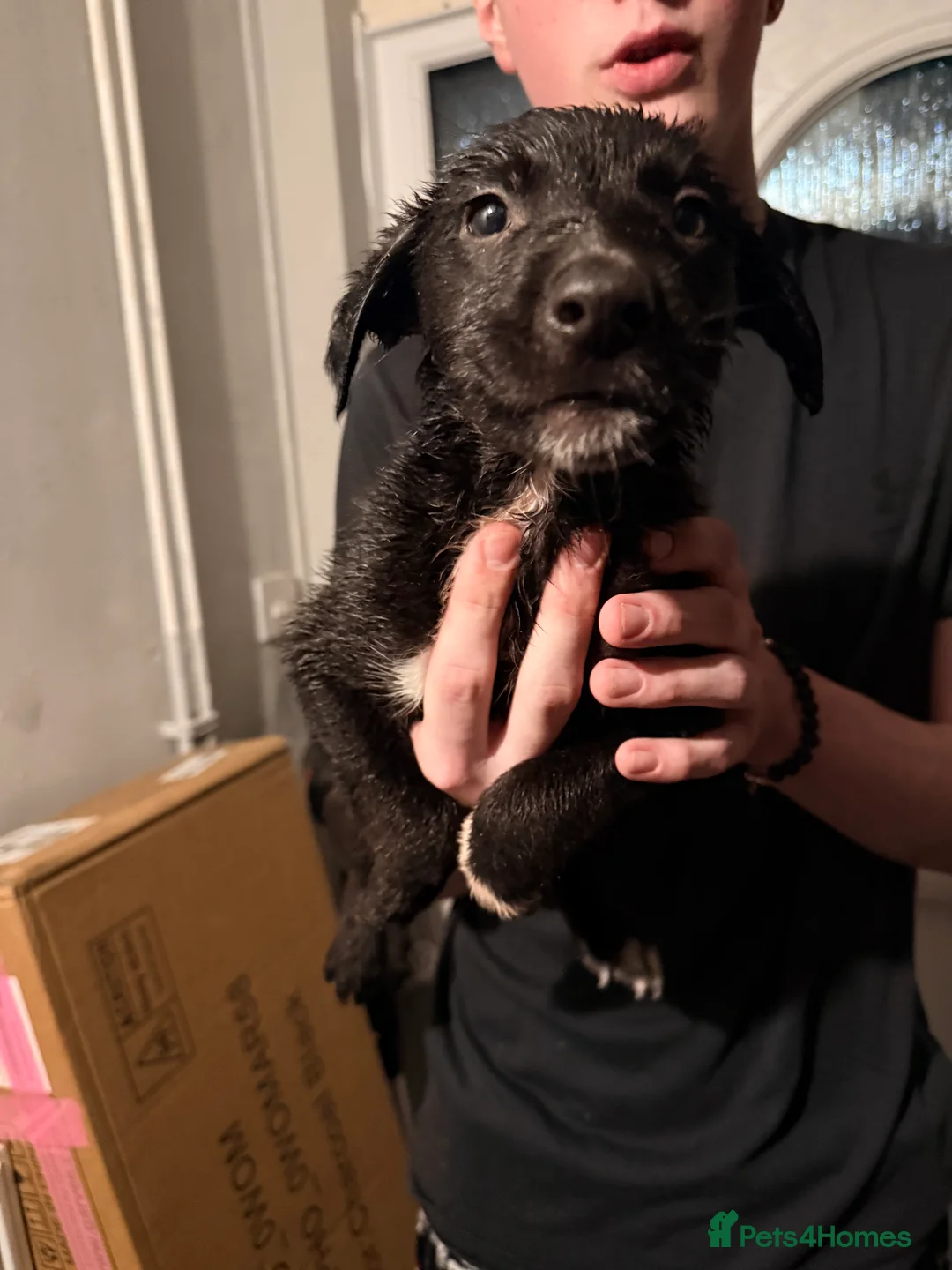 Border Collie dogs for sale: Puppies in Southwell - Advert 14