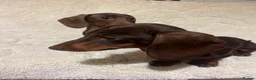 Miniature Dachshund dogs for sale: Miniature dachshund puppies  in Preston - Advert 2