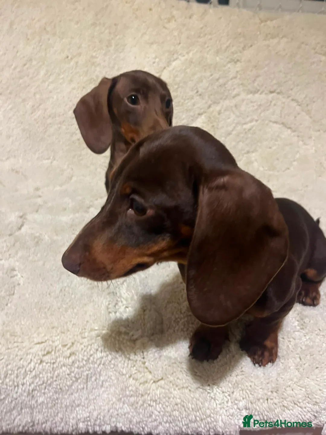 Miniature Dachshund dogs for sale: Miniature dachshund puppies  in Preston - Advert 2